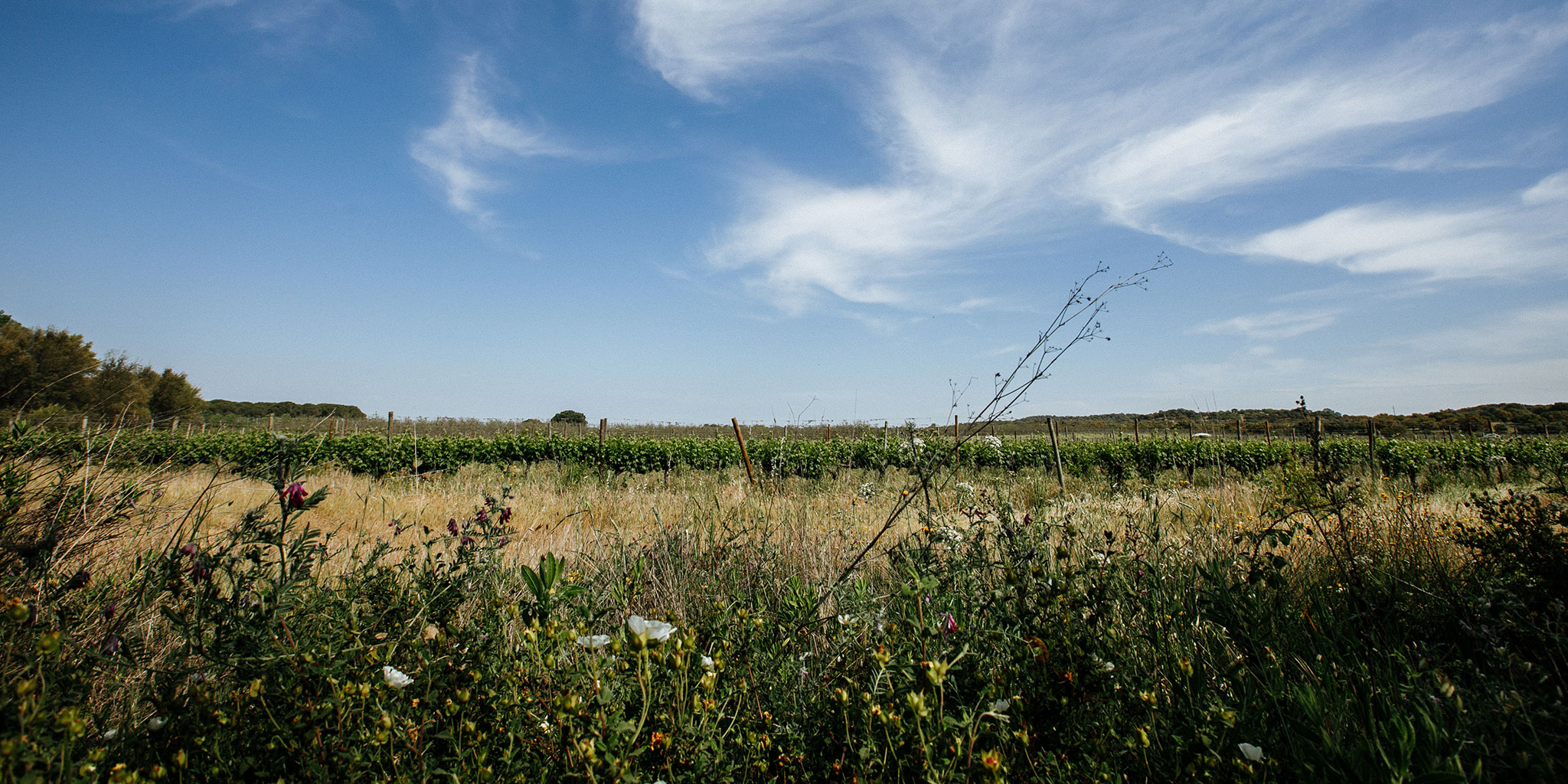 Tapada de Coelheiros Orgânico