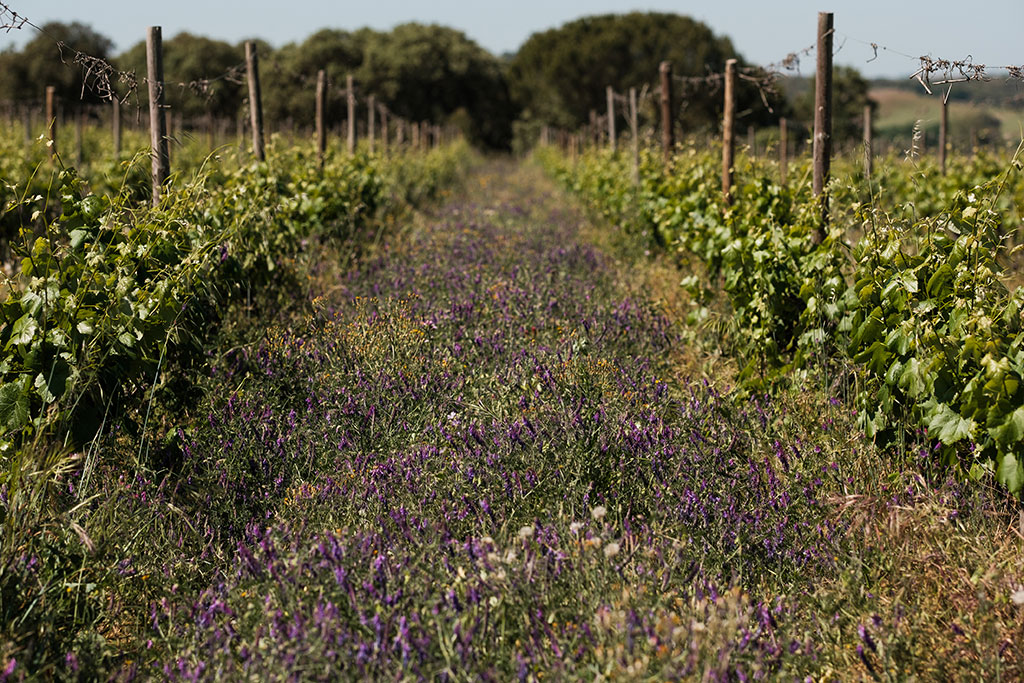 Tapada de Coelheiros Origem 2023