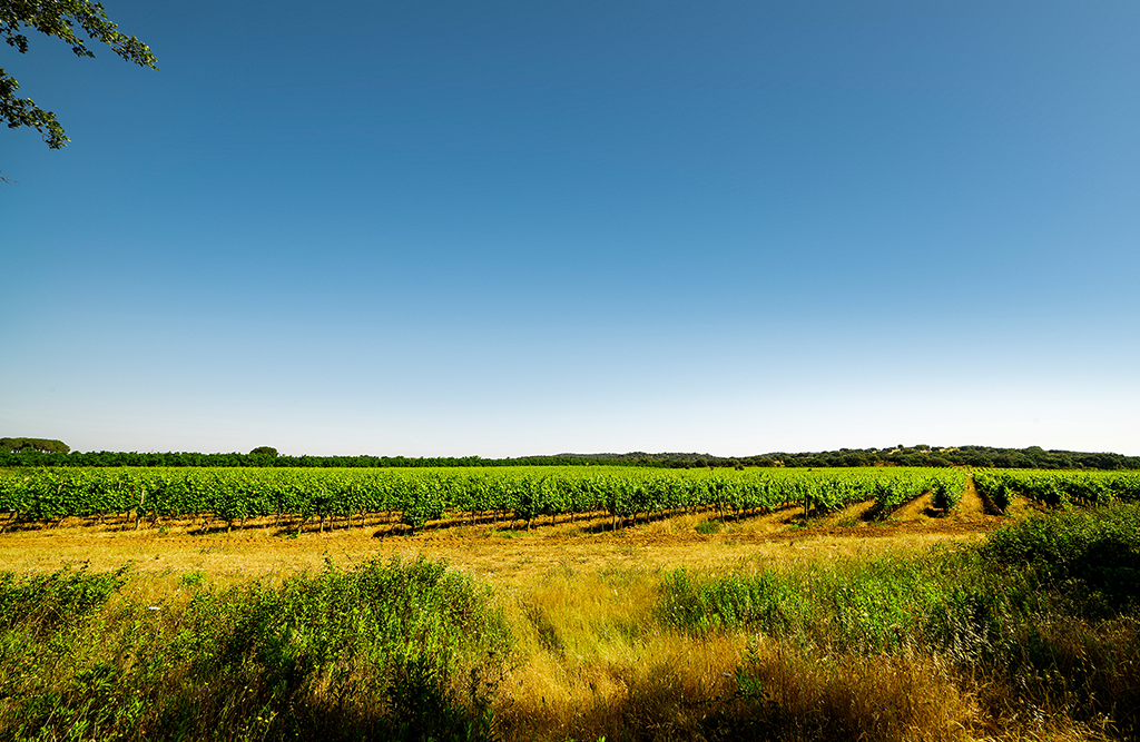 Tapada de Coelheiros