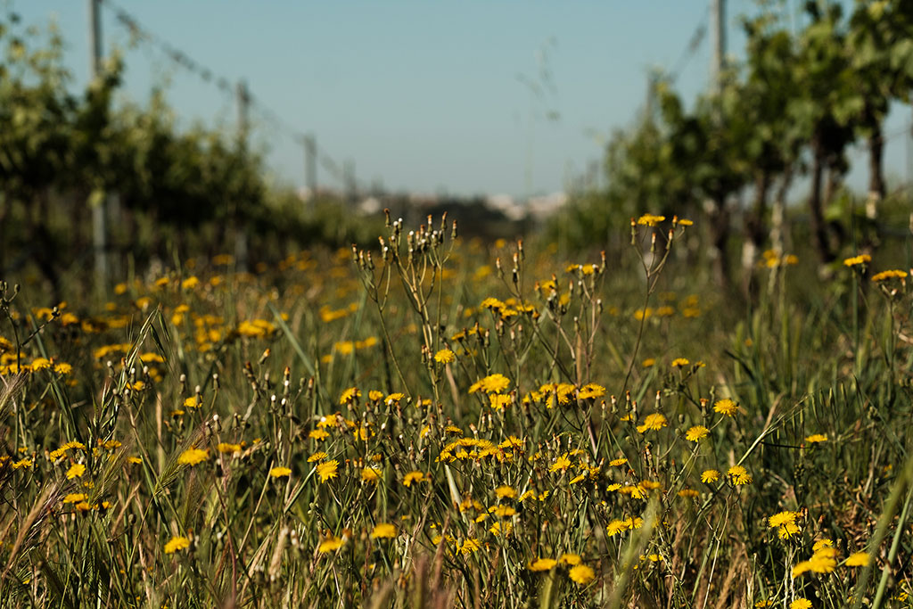 Ecossistema Tapada de Coelheiros