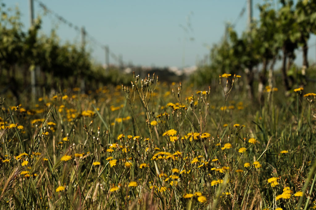 Tapada de Coelheiros