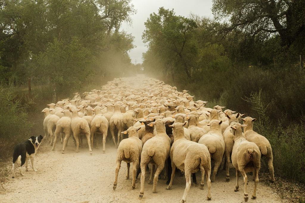 Pastoreio Tapada de Coelheiros