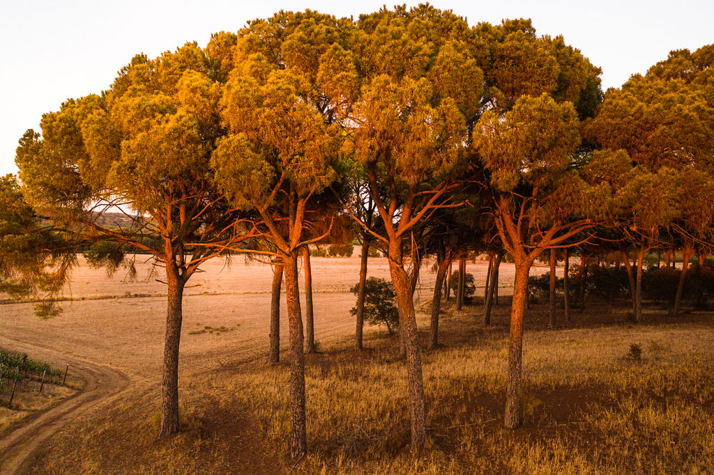 Pinhal Tapada de Coelheiros