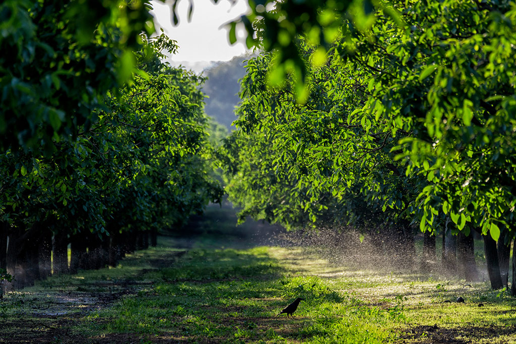Pomar de Nogueiras Tapada de Coelheiros
