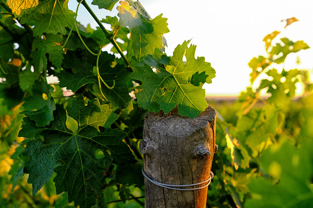 Vinhas Tapada de Coelheiros